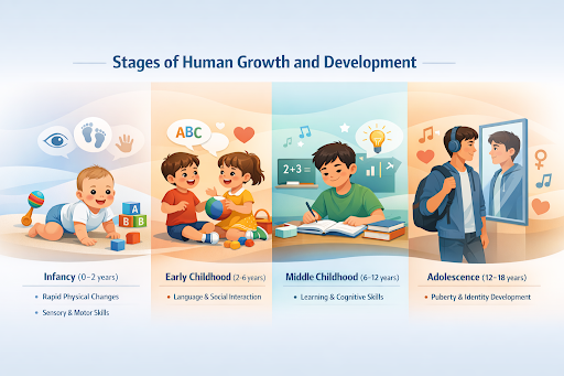 Human Growth & Development Stages