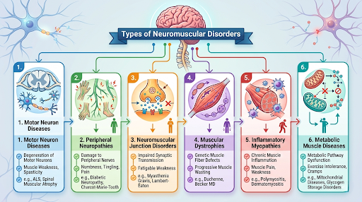 types of neuromuscular disorders